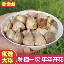 香雪兰种球小苍兰四季多年生球根易种花卉盆栽种子浓香观花绿