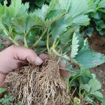 章姬草莓苗红玉草莓苗隋珠草莓苗黑珍珠草莓苗