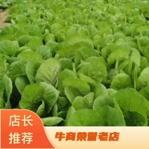 精品奶白菜、常年供货、长年有货