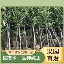 杨树苗107