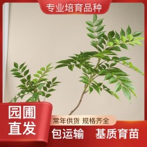 园圃直发南天竹高成活率量大从优