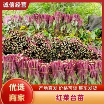 红菜台苗采收期30-50天口感好价格也好