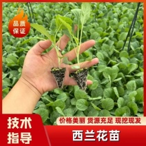 西兰花🥦苗花形好品种繁多口感香醇