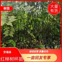 红榉树杯苗一年生两年生苗价格优惠基地直发数十年育苗经验