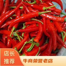 六千亩大棚精品韩国红美人椒常年供应基地直供青州市杨立伍村