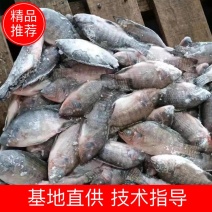 长期供应罗非鱼米饲料鱼新鲜罗非鱼为主，供养殖户长期使用