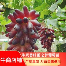 牛奶香味葡之梦葡萄苗特级苗包成活包技术