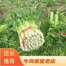 冷棚芹菜上市，黄亮杆叶片好中颗菜，按需装货全国发货