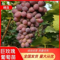 巨玫瑰葡萄苗嫁接葡萄苗，基地直发，现挖现发，包成活