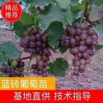 蓝钻葡萄苗，苗圃基地自产自销，价格优惠，质量保证包成活率