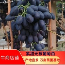 紫甜无核葡萄苗保证质量成活率好高产抗病能力强