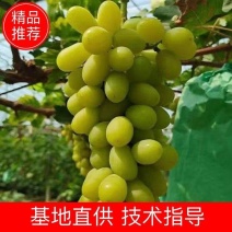 秋天清脆葡萄苗，口感好，产量高，技术指导，可签订合同