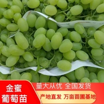 金蜜葡萄苗，包成活，现挖现发，质量保证，死苗免费补发