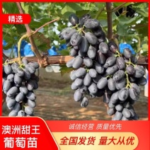 澳洲甜王葡萄苗，提供栽种技术，发货量大，品种齐全