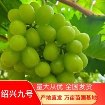 绍兴九号葡萄苗，品种纯正，规格齐全，包成活率，包邮