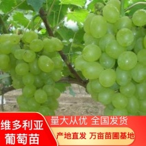 衡水的老板快来维多利亚葡萄苗货源充足诚信育苗