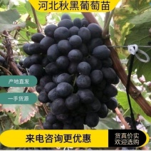秋黑葡萄苗成活率高，果实饱满，基地直发，签订合同