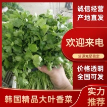 【实力】韩国精品大叶香菜25～30厘米以上，大量上市。
