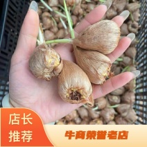 2024新球香雪兰种球38一斤包邮开花大球小苍兰种球