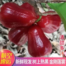 海南黑金刚莲雾产地直发全年有货可对接各大商超批发零售