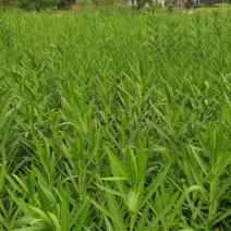 夹竹桃基地供应量大质优价格优惠一手货源支持视频看货