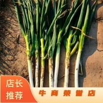 铁杆大葱，产地直发，一手货源，量大价格便宜，欢迎电话联系