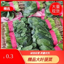 精品菠菜，产地直发，大量供应，欢迎老板采购
