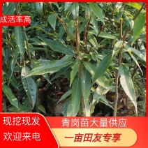 青岗苗大量供货品质保证价格优惠成活率高欢迎来电