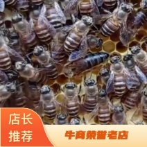 中华小土蜂
