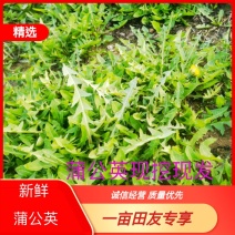 大地野生蒲公英【婆婆丁】无黄叶无黑叶产地直发可视频看货