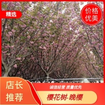 樱花日本早樱晚樱染井吉野阳光樱8-20公分基地直供