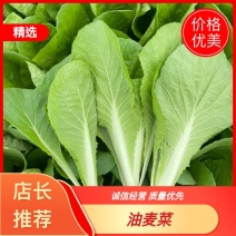 奶白菜小白菜油菜油麦菜生菜，叶类蔬菜基地