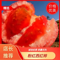 【硬粉西红柿】沙瓤西红柿品质优先供各大电商平台大量走货
