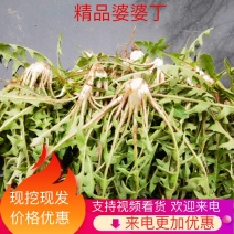 【热卖推荐】婆婆丁鲜叶产地直发可视频看货量大优惠欢迎联系