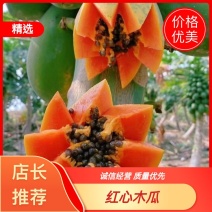 海南红心木瓜大量供应对接电商社区团购商超电商一件代发等