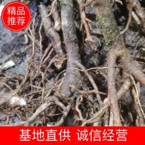大通草苗货源充足品质保证标准带苗发货量大优惠