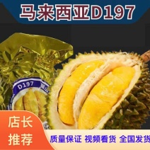 马来西亚D197猫山王榴莲货源充足价格美丽一件代发
