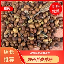 陕西商洛苦参种籽，精品种籽大量上市，欢迎选购