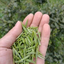 精品苔茶翠芽毛尖茶绿茶一手货源欢迎咨询采购支持看货