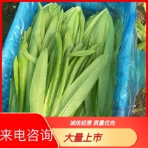 江苏油麦菜全国代办产地直发量大从优无虫眼按需求分拣欢迎来电