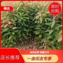 木荷