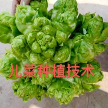 儿菜种植策划！提供避坑，避雷！实战经验！急速上车！