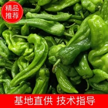 安徽辣椒螺丝椒产地直发货源充足可视频看货欢迎致电