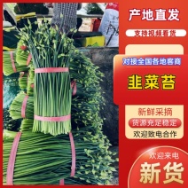 梁山致诚韭菜苔韮苔货站产地直销货源充足欢迎咨询采购