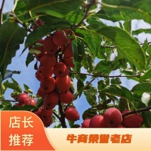香妃海棠苗基地直发全国走货支持视频看货欢迎咨询采购