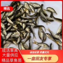 重庆草鱼苗出售淡水养殖成活率高鱼苗成品销售欢迎咨询