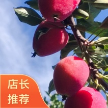 鸡心果