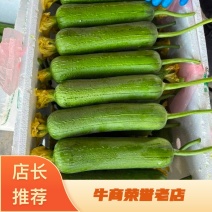 浙江丝瓜鲜花丝瓜肉丝瓜油皮丝瓜基地直供量大优全国发