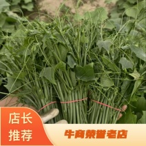 优质瓜尖龙须菜新鲜采摘发货基地直供品质保障