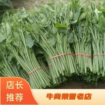 优质龙须菜瓜尖品质保证基地直发欢迎选购